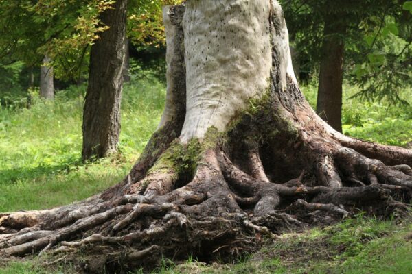 bozenna-biskupska_mpijg