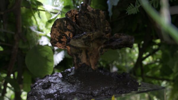 Cyril Lepetit Od zmierzchu do świtu Narcyz 27 lipiec 2019 fot Anna Świerczyńska(12)_mini