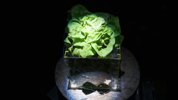 Cyril Lepetit Zielone częstotliwości 28 lipca 2019 fot Anna Świerczyńska (6)_mini