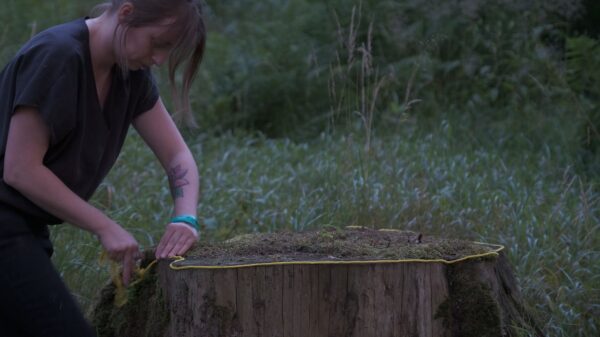 Zakład pogrzebowy drzew 25 lipiec 2019 fot Anna Świerczyńska (1)_mini