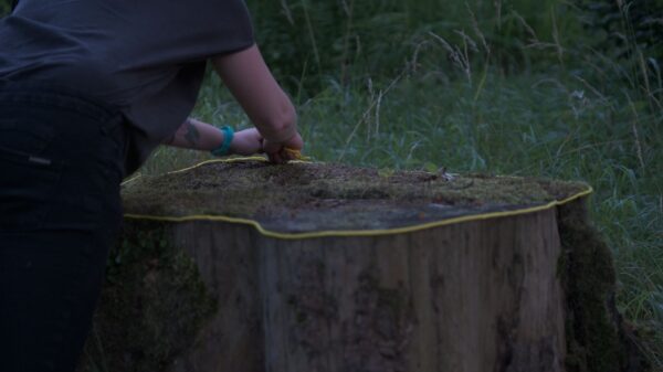 Zakład pogrzebowy drzew 25 lipiec 2019 fot Anna Świerczyńska (3)_mini